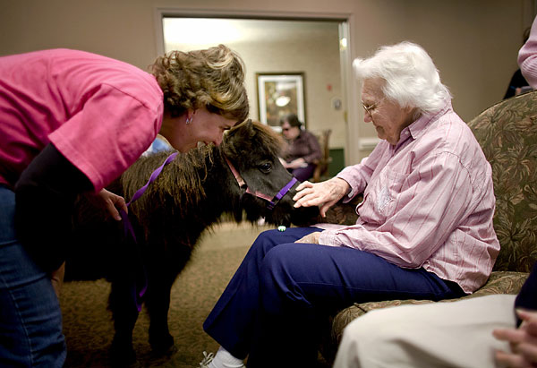 A hospital worker brings a tiny horse in to meet an elderly patient for pet therapy.