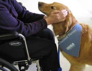 A senior in wheelchair pets a golden retriever therapy dog.