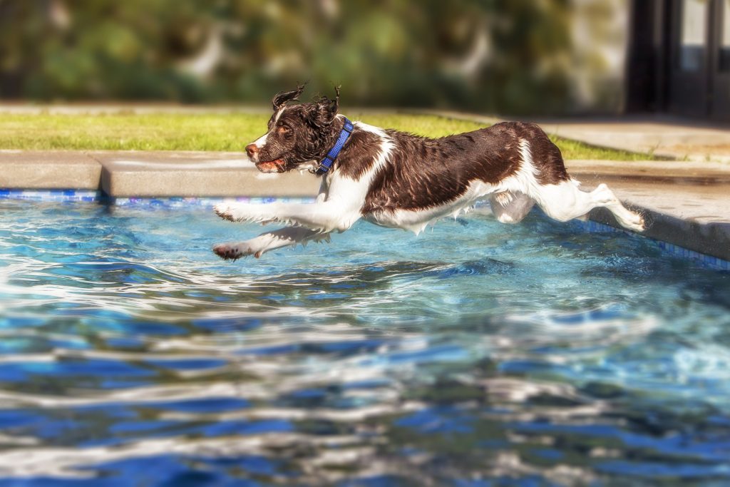 Dog Leaping Into Swimming Pool.