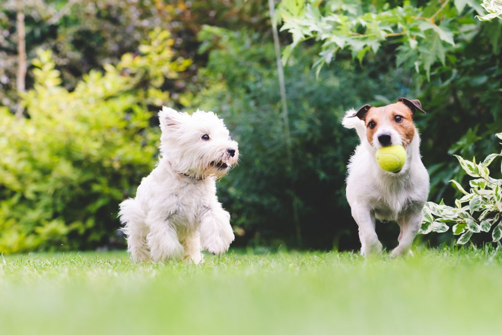 Two dogs playing with a tennis ball.