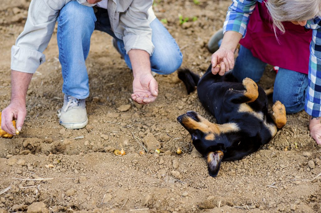 Senior couple gardening together in backyard with their dog.