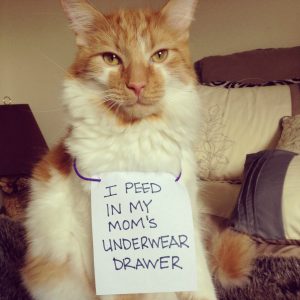 A cat is shown wearing a sign on it's neck saying "I peed in mommy's drawer."