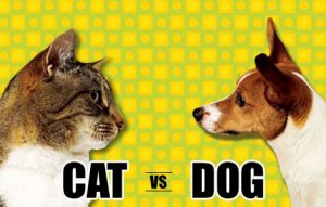 A picture of a cat facing a dog with the words "cat vs dog."