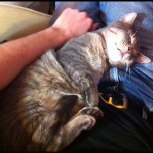 Cat sleeping on man's lap.