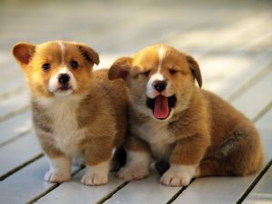 Two adorable Corgy puppies.