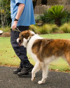 Elderly man walking his dog and wearing sos smartwatch